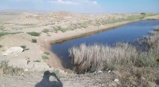 Flamingos are killed at Lake Tuz, home to the largest colony in MENA & UNESCO special environmental protection area, because the upstream well drilling for crop irrigation destroyed their supply of water